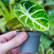 Alocasia reginula ‘Ninja’ Variegata – Rare Variegated Alocasia