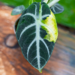 Alocasia reginula ‘Ninja’ Variegata – Alocasia rare panachée