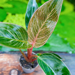 Philodendron Birkin Pink – Plante tropicale rare | JungleBox