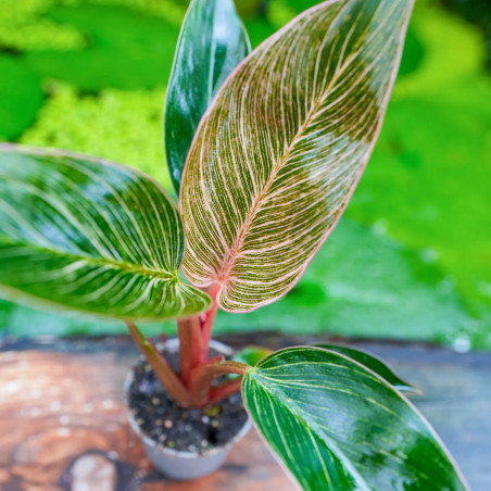 Philodendron Birkin Pink – Rare Tropical Plant | JungleBox
