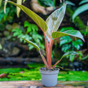 Philodendron Birkin Pink – Rare Tropical Plant | JungleBox