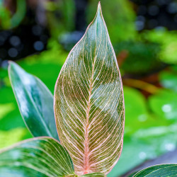 Philodendron Birkin Pink – Rare Tropical Plant | JungleBox