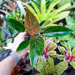 Philodendron Birkin Pink – Rare Tropical Plant | JungleBox