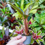 Philodendron Birkin Pink – Rare Tropical Plant | JungleBox