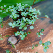 Pilea Greyzy – Plante retombante pour terrarium | JungleBox