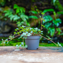 Pilea Greyzy – Plante retombante pour terrarium | JungleBox