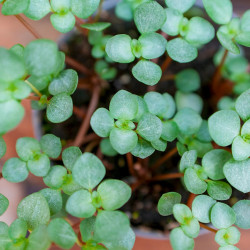 Pilea Greyzy – Plante retombante pour terrarium | JungleBox