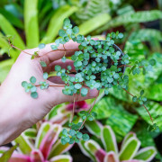 Pilea Greyzy – Plante retombante pour terrarium | JungleBox