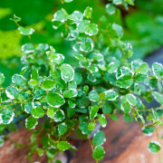 Ficus pumila 'Sunny' – Figuier rampant panaché pour terrarium et intérieur tropical