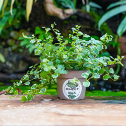 Ficus pumila 'Sunny' – Figuier rampant panaché pour terrarium et intérieur tropical