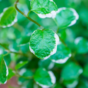 Ficus pumila 'Sunny' – Figuier rampant panaché pour terrarium et intérieur tropical