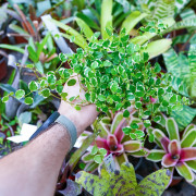 Ficus pumila 'Sunny' – Figuier rampant panaché pour terrarium et intérieur tropical