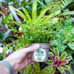 Ficus pumila 'Sunny' – Figuier rampant panaché pour terrarium et intérieur tropical