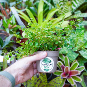 Ficus pumila 'Sunny' – Figuier rampant panaché pour terrarium et intérieur tropical