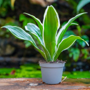 Dracaena fragrans White Jewel – Variegated Tropical Plant | JungleBox