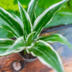 Dracaena fragrans White Jewel – Variegated Tropical Plant | JungleBox