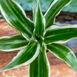 Dracaena fragrans White Jewel – Variegated Tropical Plant | JungleBox