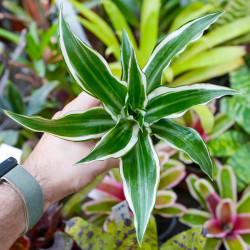 Dracaena fragrans White Jewel – Plante panachée | JungleBox