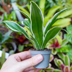 Dracaena fragrans White Jewel – Variegated Tropical Plant | JungleBox