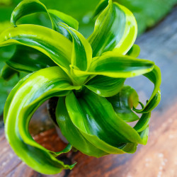 Dracaena fragrans tornado – Plante tropicale panachée | JungleBox