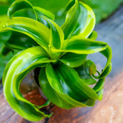 Dracaena fragrans tornado – Plante tropicale panachée | JungleBox