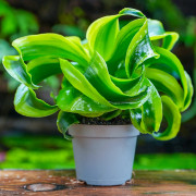 Dracaena fragrans tornado – Plante tropicale panachée | JungleBox