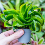 Dracaena fragrans tornado – Plante tropicale panachée | JungleBox