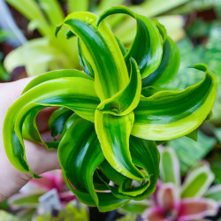Dracaena fragrans tornado – Plante tropicale panachée | JungleBox