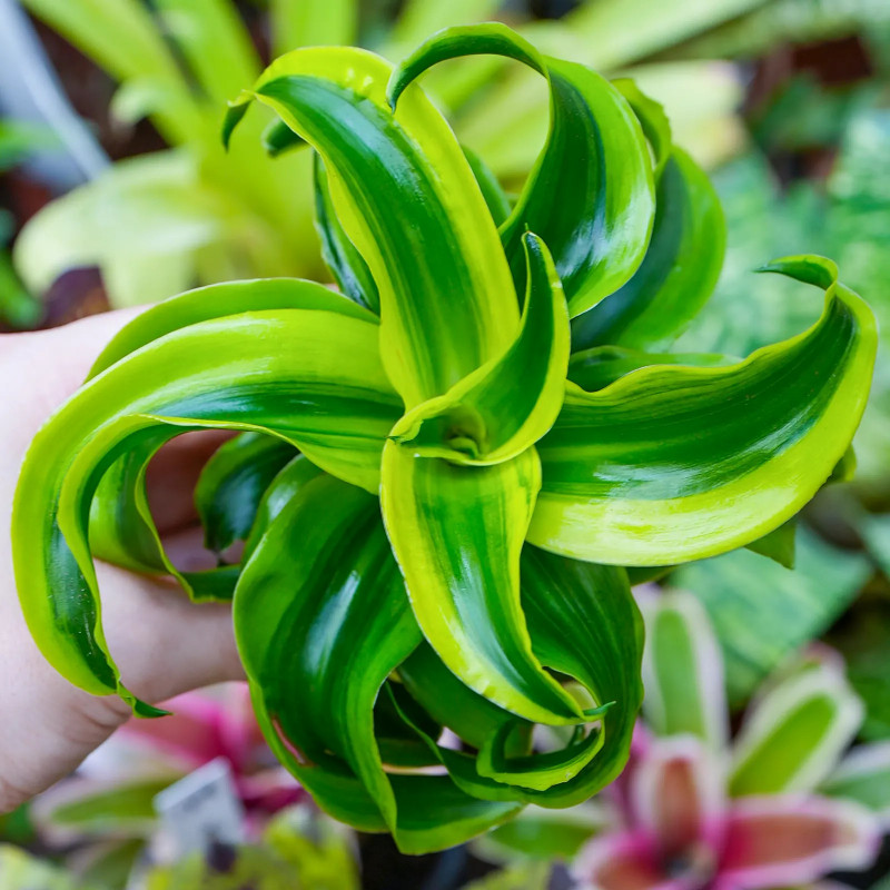 Dracaena fragrans tornado – Plante tropicale panachée | JungleBox