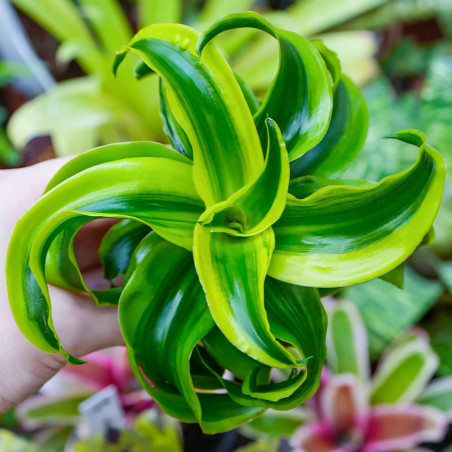 Dracaena fragrans tornado – Plante tropicale panachée | JungleBox