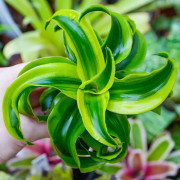 Dracaena fragrans tornado – Plante tropicale panachée | JungleBox