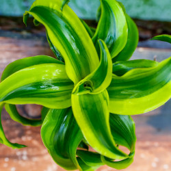 Dracaena fragrans tornado – Plante tropicale panachée | JungleBox