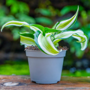 Dracaena fragrans Malaika – Plante tropicale panachée | JungleBox