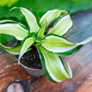 Dracaena fragrans Malaika – Plante tropicale panachée | JungleBox