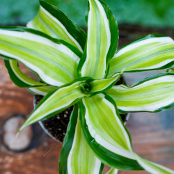 Dracaena fragrans Malaika – Plante tropicale panachée | JungleBox