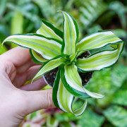 Dracaena fragrans Malaika – Plante tropicale panachée | JungleBox