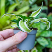 Dracaena fragrans Malaika – Plante tropicale panachée | JungleBox