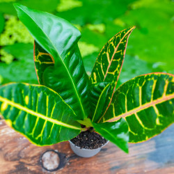 Croton Petra – Codiaeum variegatum | JungleBox