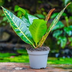 Croton Petra – Codiaeum variegatum | JungleBox