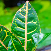 Croton Petra – Codiaeum variegatum | JungleBox