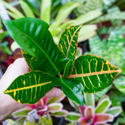 Croton Petra – Codiaeum variegatum | JungleBox