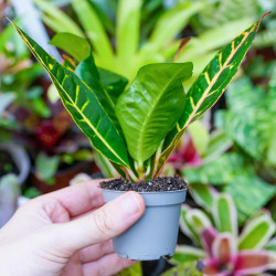 Croton Petra – Codiaeum variegatum | JungleBox