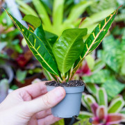 Croton Petra – Codiaeum variegatum | JungleBox