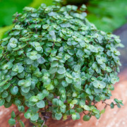 Callisia repens