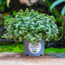 Callisia repens