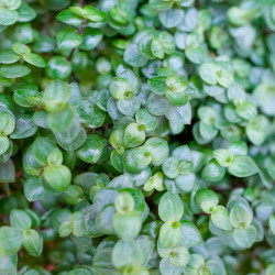 Callisia repens