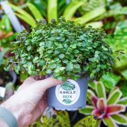 Callisia repens – Plante couvre-sol pour terrarium | JungleBox