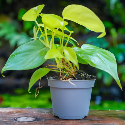 Philodendron scandens Neon – Plante terrarium | JungleBox