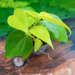 Philodendron scandens Neon – Plante terrarium | JungleBox