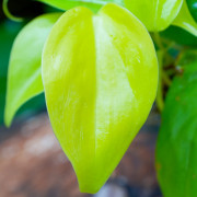 Philodendron scandens Neon – Plante terrarium | JungleBox